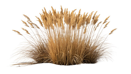Dry Wild Grasses and Reeds on White Background