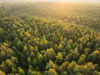 Stunning aerial drone view of a vast Estonian forest with treetops illuminated by golden sunset light in early autumn.