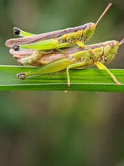 Portrait of Grasshopper Species (Oxya hyla): Macro Photography of Two Insects on a Leaf.