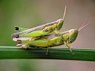 Two Green Grasshoppers (Oxya hyla) Mating: Macro Detail on a Textured Leaf.