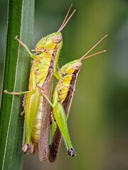 Grasshopper (Oxya hyla) as a Biological Illustration: Photo for Insect Reproduction Content.