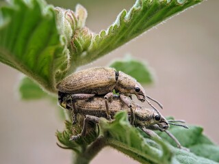 Close-up: Mating Moment of Weevil Pest Beetle (Otiorhynchus sulcatus) on Green Leaf.