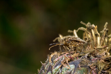 hairy bug on a dark background. wildlife. colorful detailed macro photo of an insect. close-up. space for text. screensaver. bokeh