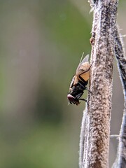 Animal Behavior: Houseflies (Musca domestica) Attached to Plant Stems During the Day
