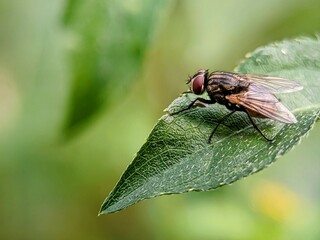 Macro Photography: Housefly (Musca domestica) Attached to the Surface of a Hairy Leaf.