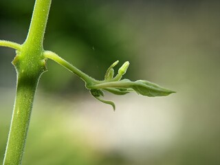 Naklejka premium Macro Portrait: Early Moments of Growth of Young Shoots of Vines (Possibly Vitis vinifera) in a Natural Background