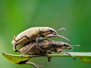 Macro Close-Up of a Curculionidae Beetle Reproducing on a Green Leaf, a Symbol of Life and Environmental Sustainability