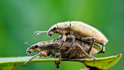 Scientific Documentation: Mating Behavior of Curculionidae Beetles in the Natural Environment with Sharp Body Texture Details