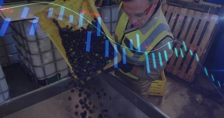 Tipping goggled hi-vis technician pouring olives into hopper at mill with chart overlay, copy space