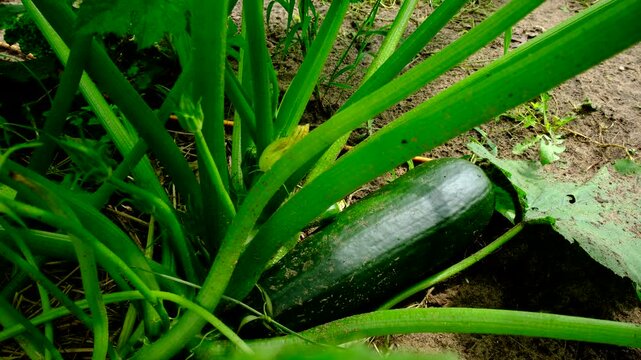 Close up of zucchini and flower full bloom while growing plant in sand rich soil in vegetable garden