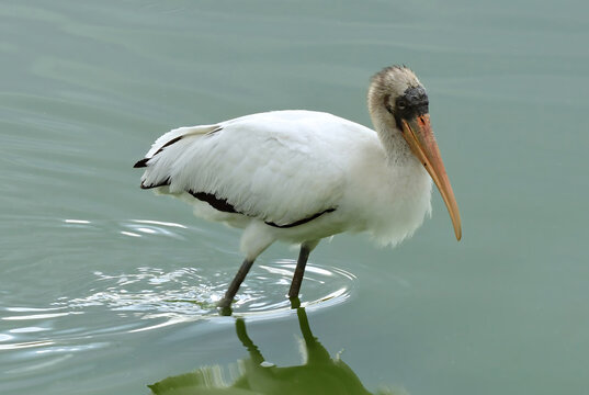 a  vagrant, tropical juvenile wood stork  looking for fish in alexx and michaeal's pond in broomfield, colorado 
