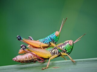 Grasshopper Behavior: Unique Mating Moments of Insects of the Order Orthoptera (Grasshoppers) in a Green and Beautiful Wild Nature Setting.