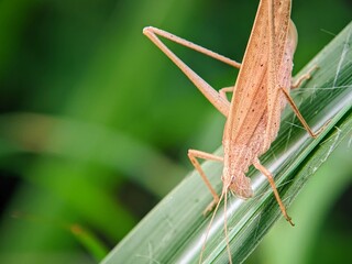 The Beauty of Tropical Insects: Brown Leafhoppers (Tettigoniidae) in Artistic Macro Photos with Green Bokeh Background