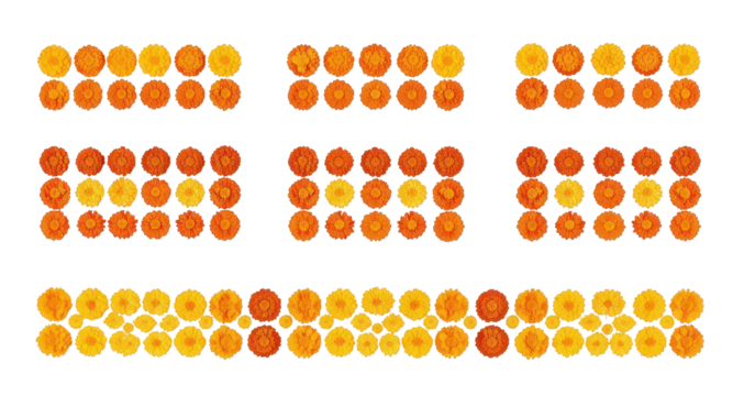 Orange Citrus Arrangement: An eye-level shot spotlights an artistic arrangement of orange citrus fruits, showcasing a vibrant display of natural freshness and the aesthetic beauty of the fruit.