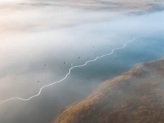 Aerial View of Waters Under Morning Fog with Flying Birds Along Winding Water Line and Shore Vegetation
