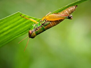 Macro Portrait: Green Grasshopper (Valanga nigricornis) Resting on a Fresh Plant Stem in the Morning
