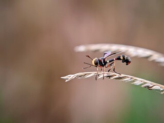 Micro Life Moments: Vespidae Fly Perched on Leaf Tip with Artistic Composition and Blurred Background