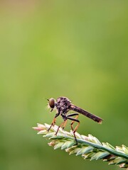 Micro-Portrait of a Fly: Robber Flies (Asilidae) Visible Clearly and Firmly on a Branch, Illustrating the Resilience and Important Role of Insects.