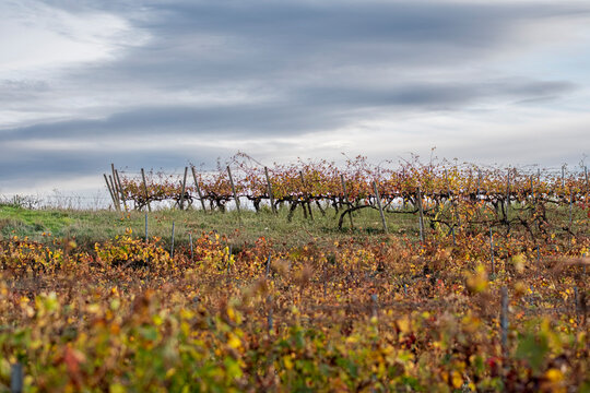 Wide autumn vineyard landscape in La Rioja Spain, colorful vine rows fading into the horizon, representing winemaking culture, viticulture tradition, and Denomination of Origin identity, aut