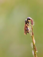 Micro Life: Paper Wasps (Polistes spp.) in the Wild in Indonesia, Against a Bright Tropical Forest Background.