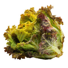 a rotten lettuce, showing detailed textures of decay and moldy surface, on isolated [Transparent Background PNG].