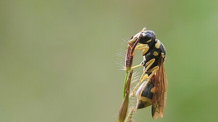 Outdoor Photo: Paper Wasps (Polistes spp.) Clearly Visible in Sunlight, Bright and Natural Color Photo.