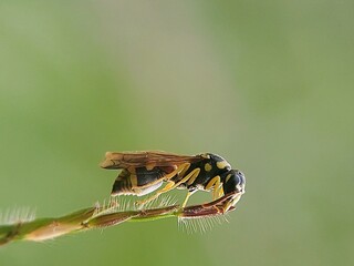 Macro Lens Detail: Paper Wasp (Polistes spp.) on Hairy Shoot, Sharp Focus on Insect and Textural Detail.
