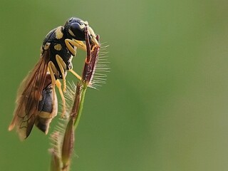 Biology Education: Paper Wasps (Polistes spp.) in the Wild, Visual Materials for Science and Conservation Lessons.