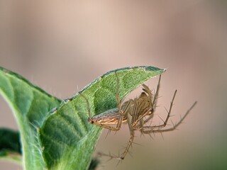 Macro Close-up of a Lynx Spider (Oxyopes sp.) Hiding Behind a Leaf, Waiting for Prey in a Tropical Forest in the Afternoon