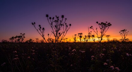 Wildflower silhouettes against vibrant sunset sky with purple orange and yellow hues forming a dramatic natural contrast