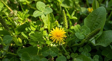 Yellow dandelion blooming among clover leaves and wild greenery in soft sunlight forming a vibrant natural closeup