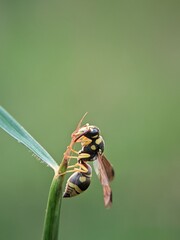 Natural Ecosystem: Where Do Vespiders Find Safe Perches Amidst the Greenery?