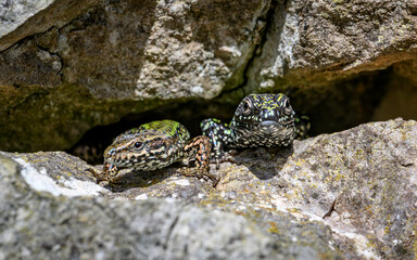 Two common wall lizards peeking out of a crevice rocks in Bristol