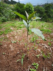 newly planted coffee tree seedlings