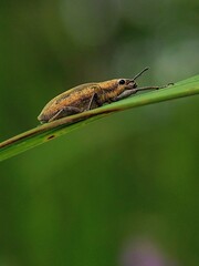 Insect Life: Why Are Snouted Beetles (Curculionidae) Often Found on Garden Crops During Summer?
