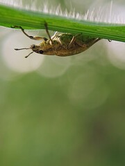 Macro Photography: How Do Snouted Beetles (Curculionidae) Pose Under Broad Leaves in the Garden in the Morning?