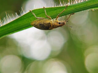 Uniqueness of Insects: Why Do Snout Beetles (Curculionidae) Walk Under Hairy Leaves with Long Legs?