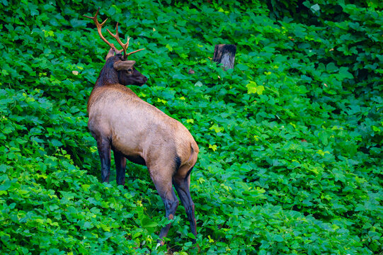 Bull elk climbing the steep side of a mountain near Cherokee, North Carolina in the Great Smoky Mountains - Powered by Adobe