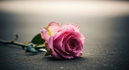 Pink Rose on Dark Surface with Water Droplets - Romantic Floral Still Life