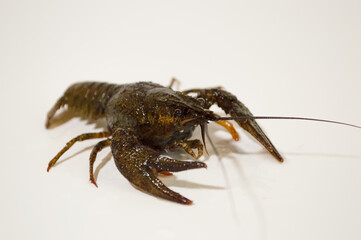 Close-up of a crayfish on a light background