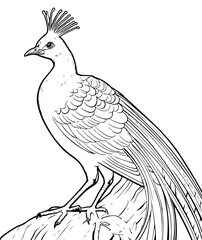 Obraz premium Coloring Page Of cartoon cute Lyrebird Coloring Book for kids.