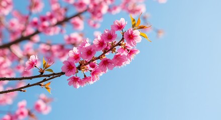 Obraz premium Pink Cherry Blossom Branch with Bright Blue Sky in Spring