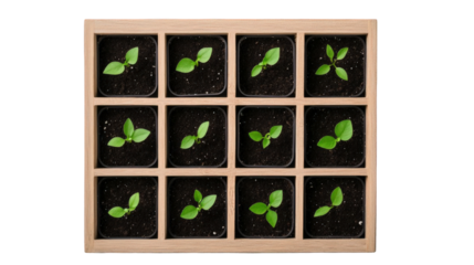 Twelve small green seedlings growing in individual cells of a wooden seed tray, isolated on transparent background