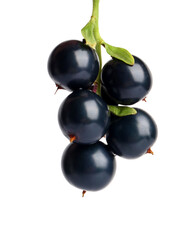 Fresh black currants on white background
