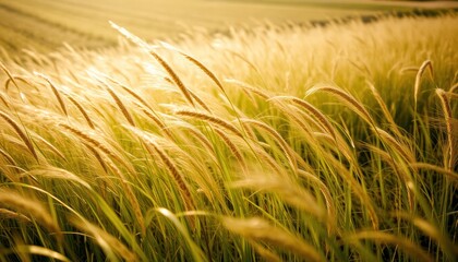 Golden Field of Tall Grasses Under Sunset Sky