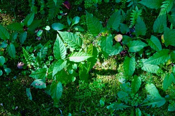 庭の草に落ちる夏の木漏れ日