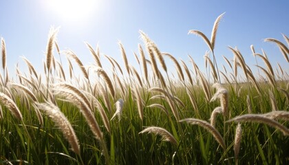 Golden Grass Fields Under Bright Sunshine