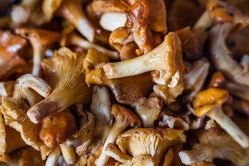 Fresh golden chanterelle mushrooms on wooden surface background close-up shot. 