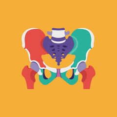Detailed Medical Illustration of Human Pelvic Bone Structure with Color Segmentation for Anatomy and Education