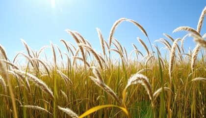 Obraz premium Golden tall grass field under bright blue sky with sunlight